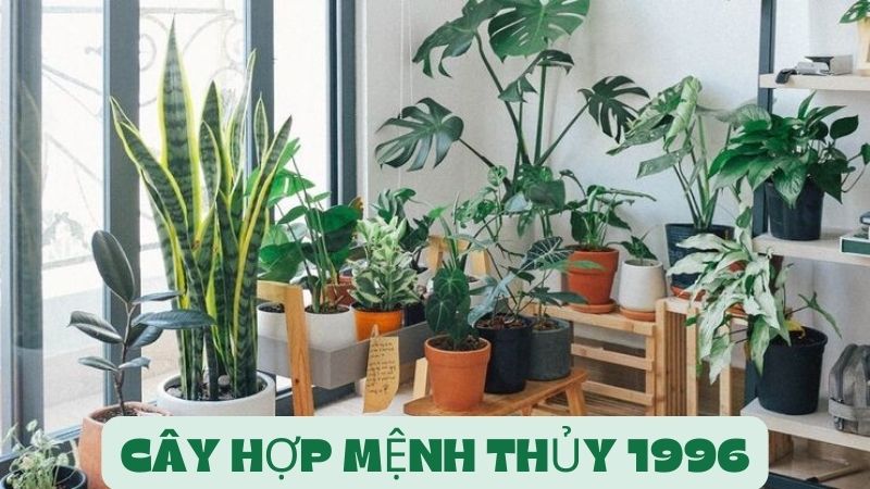 Các Loại Cây Hợp Mệnh Thủy 1996 Để Thu Hút Tài Lộc, May Mắn