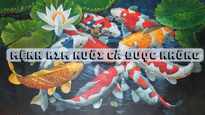 Người Mệnh Kim Nuôi Cá Được Không? Nuôi Cá Gì Để Thu Hút Tài Lộc